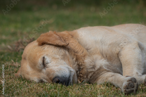 Perro callejero adulto tomando una siesta