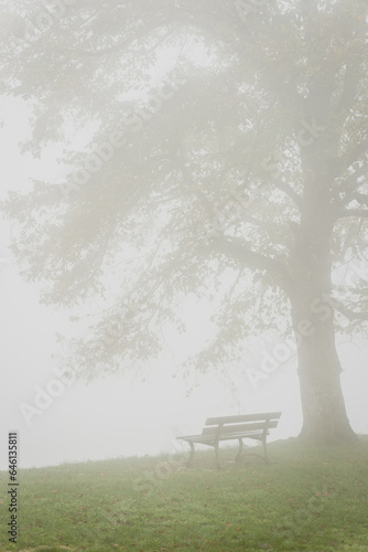 un banc sous un arbre dans le brouillard. Tristesse d'un banc sous un arbre avec la brume. Brouillard enveloppant un banc et un arbre. Ambiance automnale.