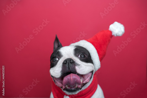 happy and cheerful Boston Terrier dog in a Santa Claus hat and a red scarf smiles positively and sticks out his tongue on red background. The concept of New Year and Christmas. © leksann
