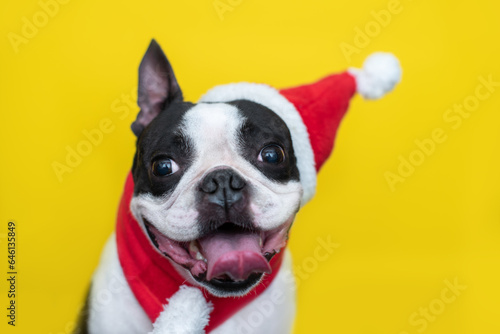 happy and cheerful Boston Terrier dog in a Santa Claus hat and a red scarf smiles positively and sticks out his tongue on a yellow background. The concept of New Year and Christmas. © leksann