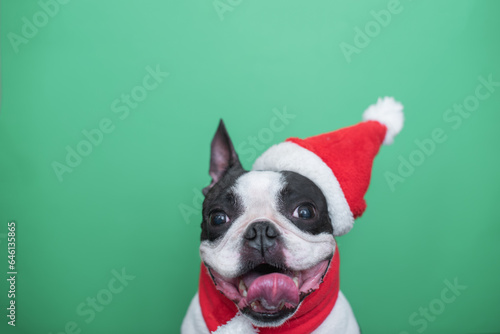 A happy and cheerful Boston Terrier dog in a Santa Claus hat and a red scarf smiles positively and sticks out his tongue on a green background. The concept of New Year and Christmas. © leksann