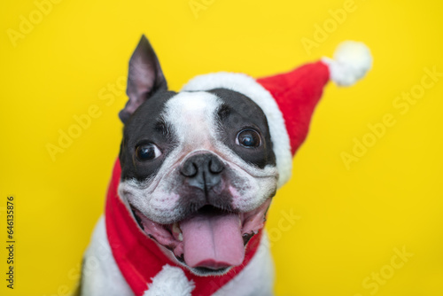Fototapeta Naklejka Na Ścianę i Meble -  happy and cheerful Boston Terrier dog in a Santa Claus hat and a red scarf smiles positively and sticks out his tongue on a yellow background. The concept of New Year and Christmas.