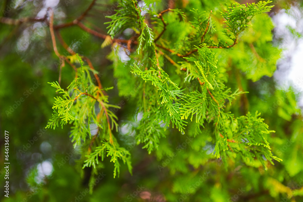 Branch of Chinese arborvitae | Oriental Arborvitae | Platycladus ...