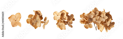 Set of dried hydrangea flowers close up isolated. Autumn seasonal elements, clipart. Flat lay. PNG with transparent background. Clipping path