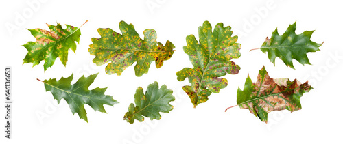 Oak leaves set isolated. Oak leaves green, orange and yellow colors. Flat lay. PNG with transparent background. Clipping path