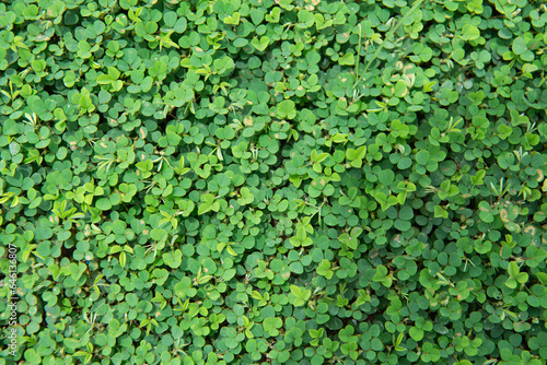 Green clover leaves top view   Bed of clover leaves © Htike