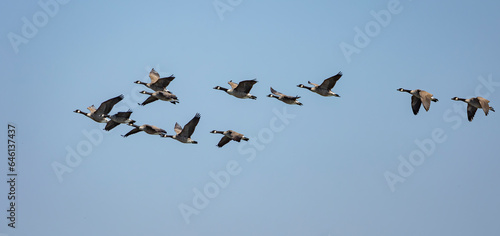 Canada Geese, flying in formation