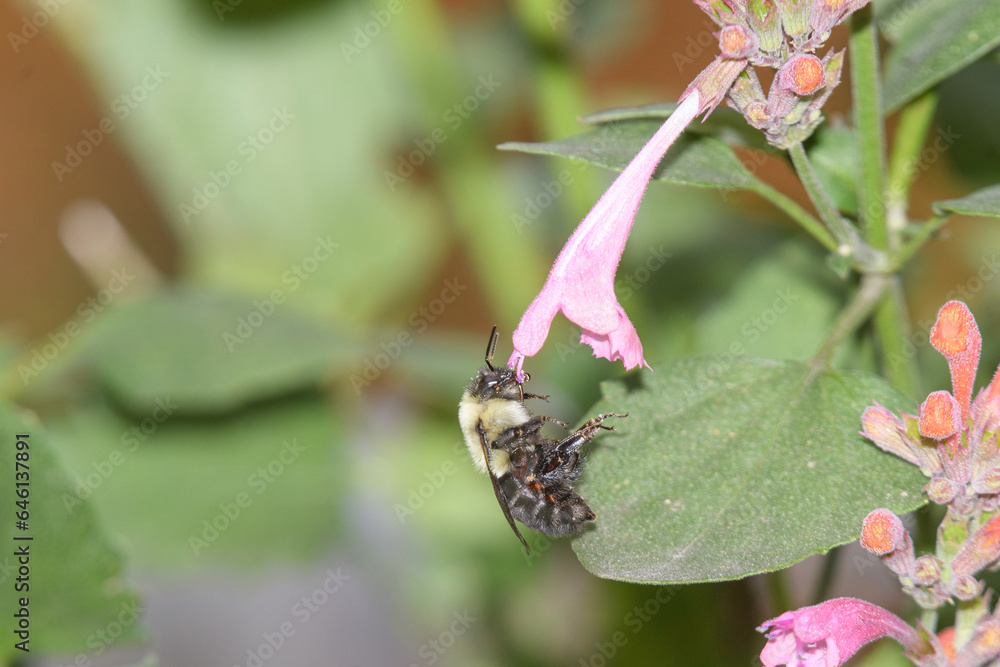 Fototapeta premium A bee visiting a pink flower.