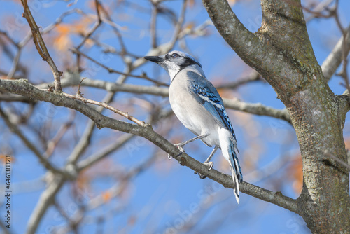 A blue jay perched on a branch with fall leaves in the backgrouud. © Zoey