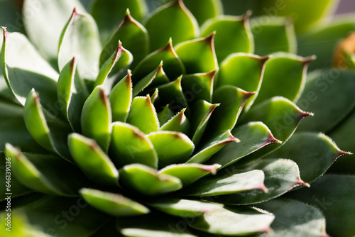close up on green succulent plant texture