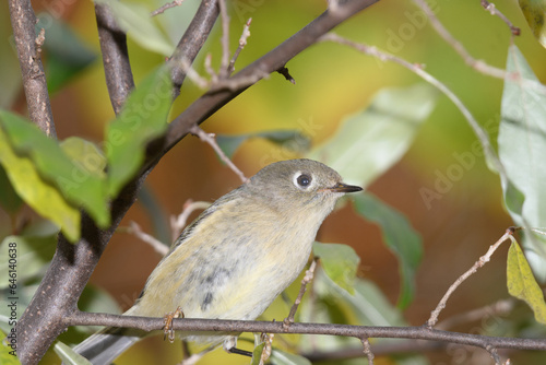 A ruby crowned kinglet perched on a bracnh with fall colors in the background. © Zoey