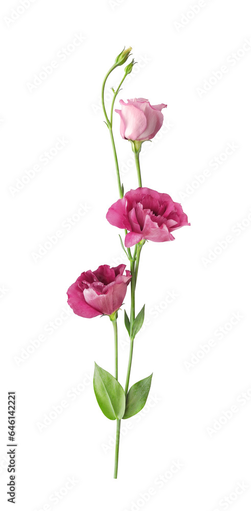 Obraz premium Beautiful pink eustoma flower (lisianthus or prairie gentian) on stem with buds isolated on white background close-up
