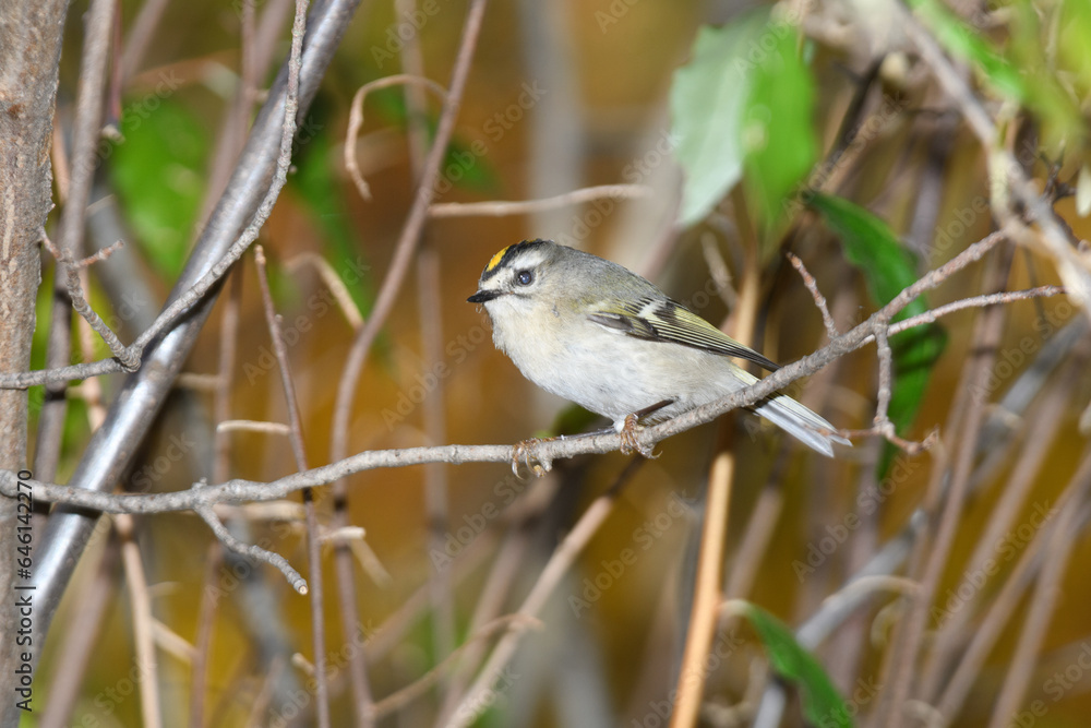 A ruby crowned kinglet perched on a bracnh with fall colors in the background. A ruby crowned kinglet perched on a bracnh with fall colors in the background.