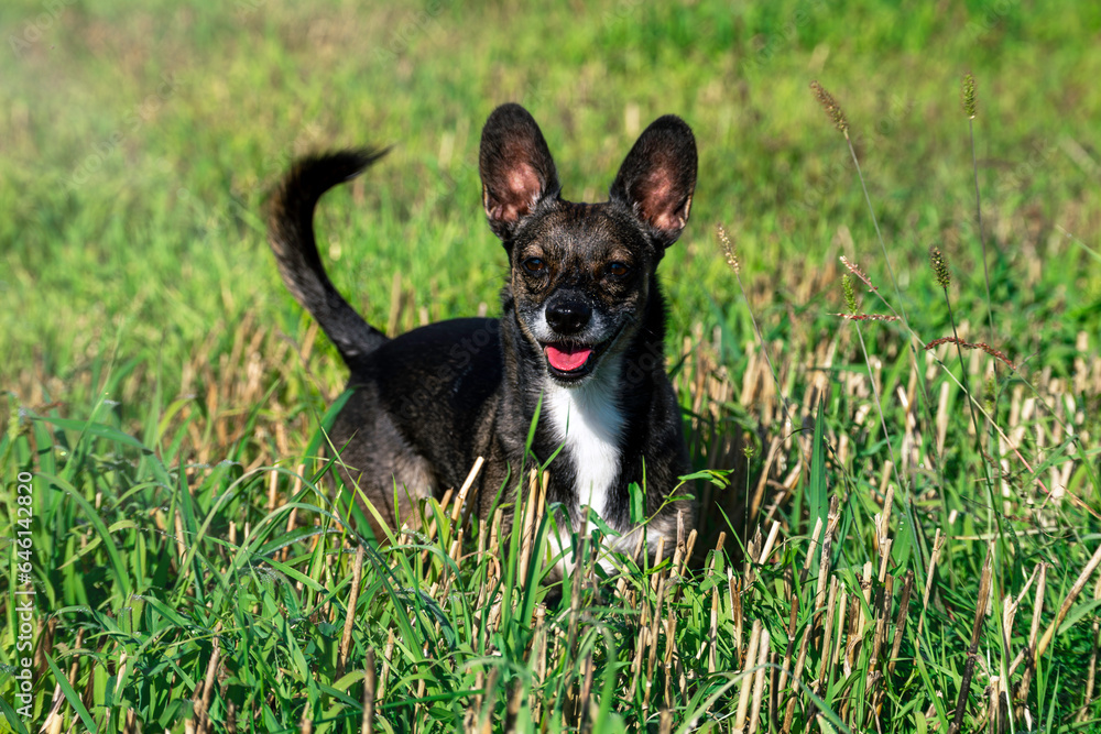 Black dog running on green grass, on a sunny day