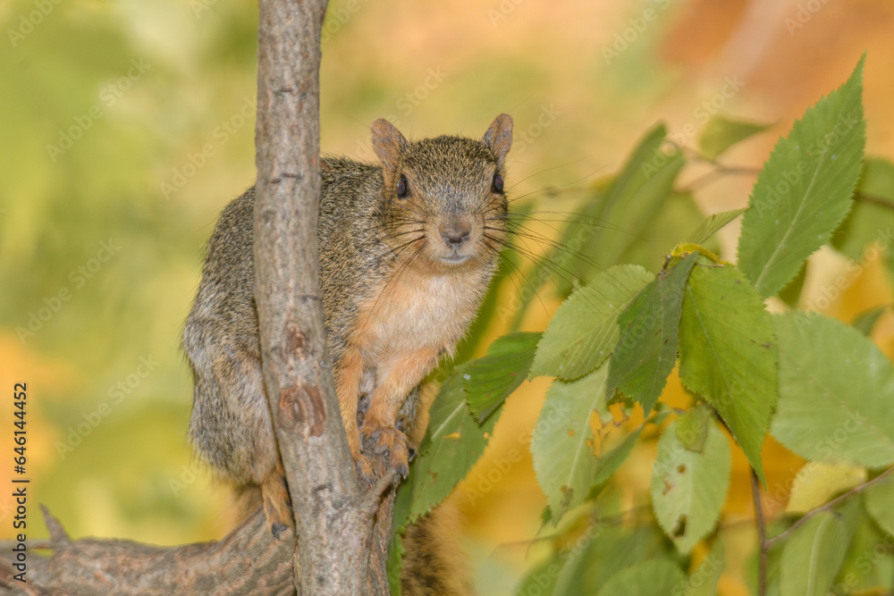 A squirrel posing by a tree surrounded by a fall background.