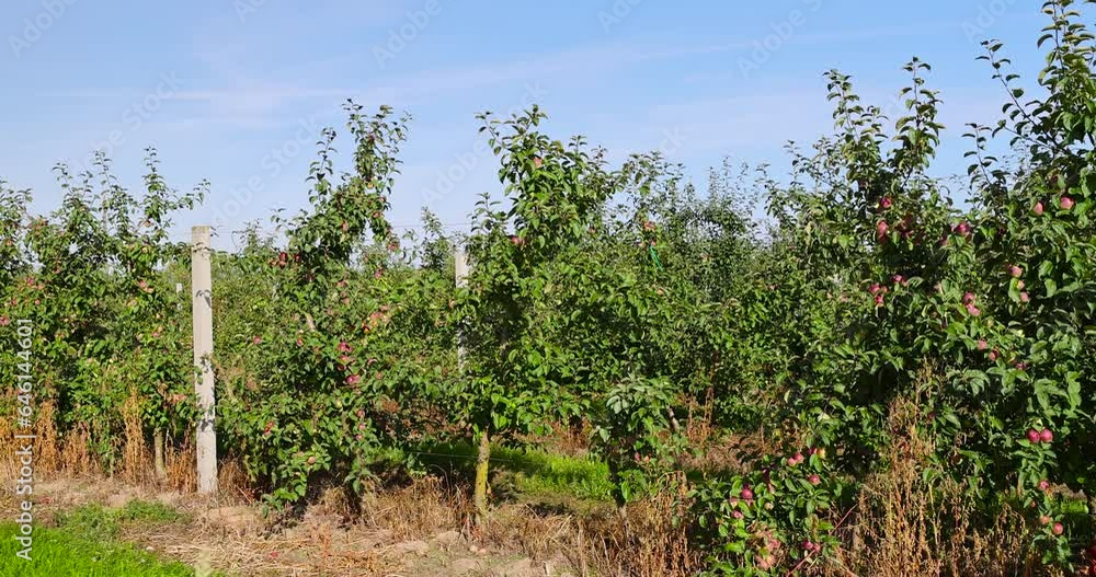 apple orchard with green foliage and red apples, apple plantation with apple harvest apple orchard with green foliage and red apples, apple plantation with apple harvest