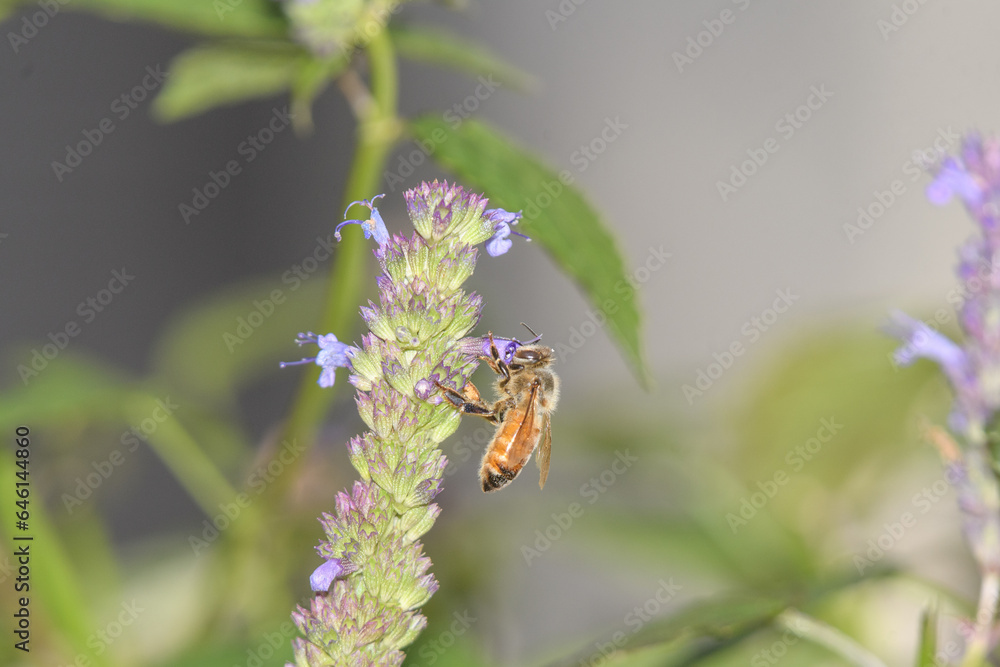 Fototapeta premium A bee visiting a purple flower.