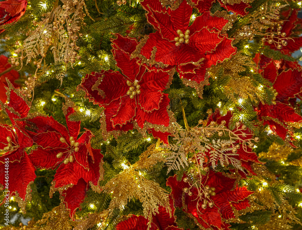 close up on Poinsettia flower and Christmas tree decoration close up on Poinsettia flower and Christmas tree decoration