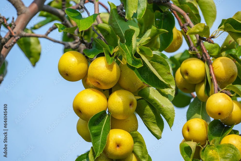 fresh ripe Asian pear on the tree