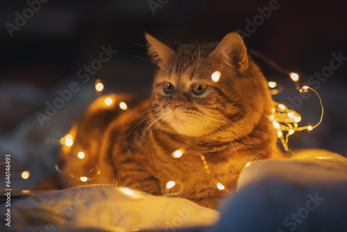 Red tabby cat lit by warm light of garlands. Close-up of the cat's face. Yellow round bokeh.Christmas cat.World Cat Day. Adorable cat lying on cozy bed with christmas golden lights bokeh.