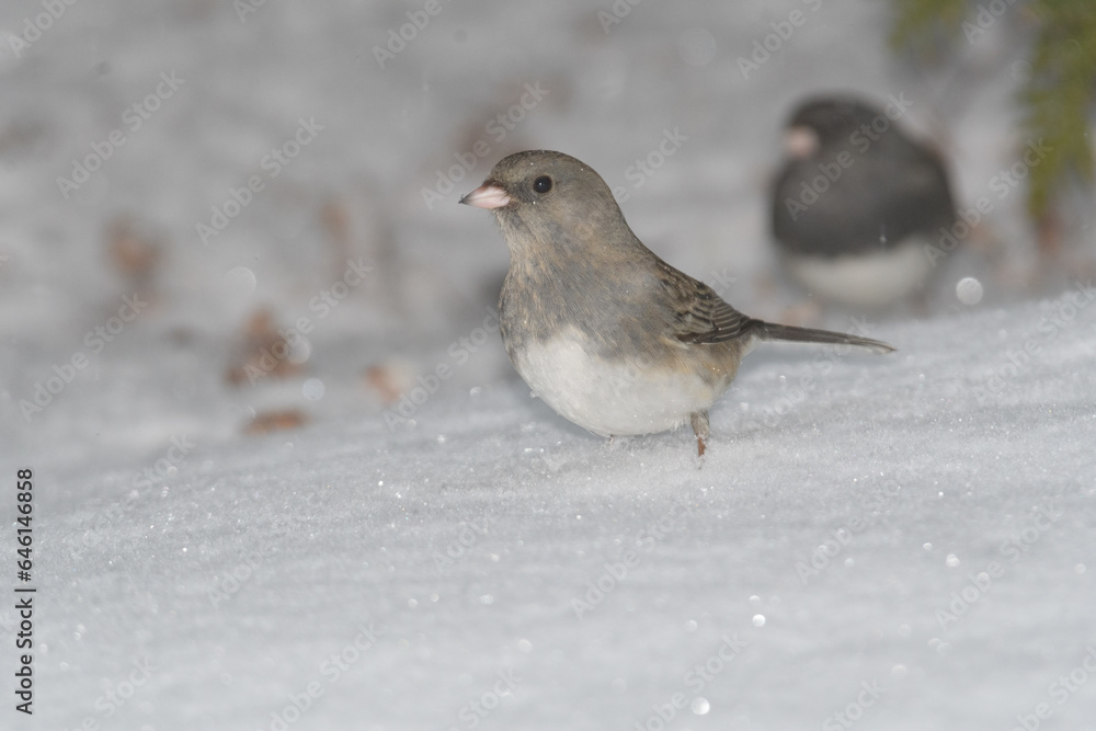 A sparrow bird on the ground with snow and a winter background. A sparrow bird on the ground with snow and a winter background.