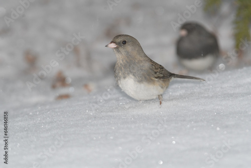 A sparrow bird on the ground with snow and a winter background.
