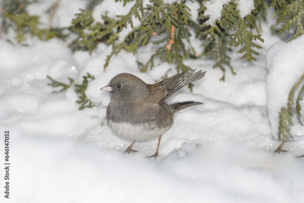A sparrow bird on the ground with snow and a winter background. A sparrow bird on the ground with snow and a winter background.