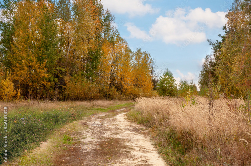 Road in a field among tall yellow grass and yellow trees. Autumn mood