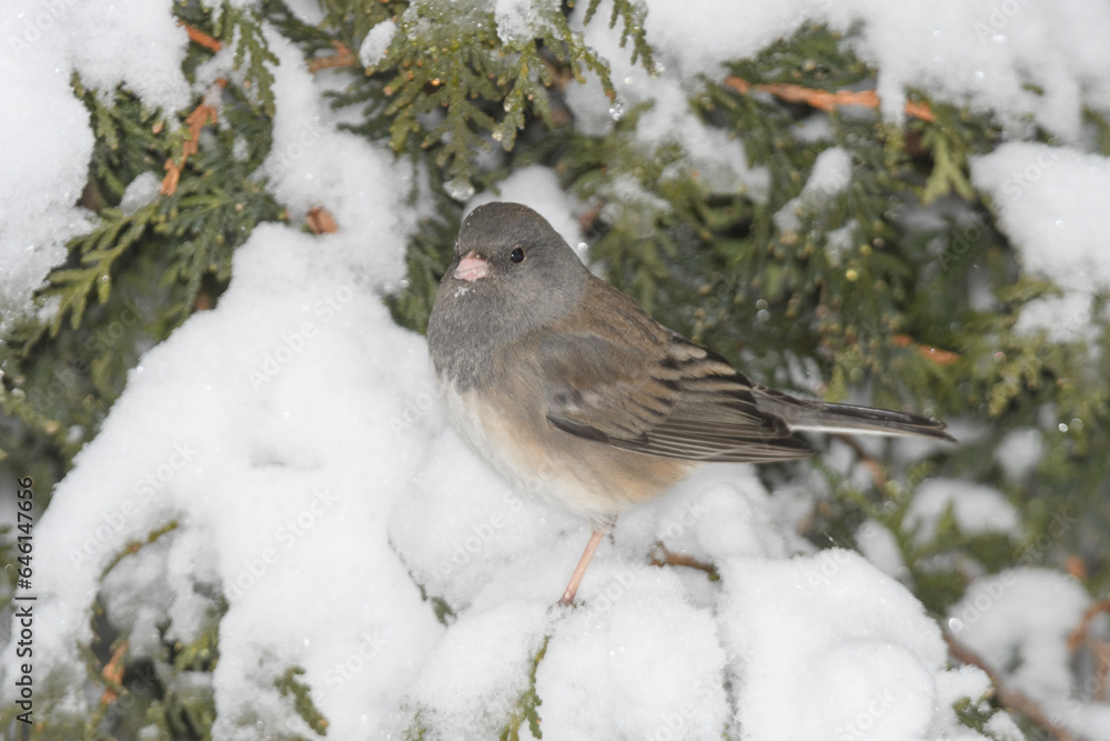 A sparrow bird perched on a branch with a winter background. A sparrow bird perched on a branch with a winter background.