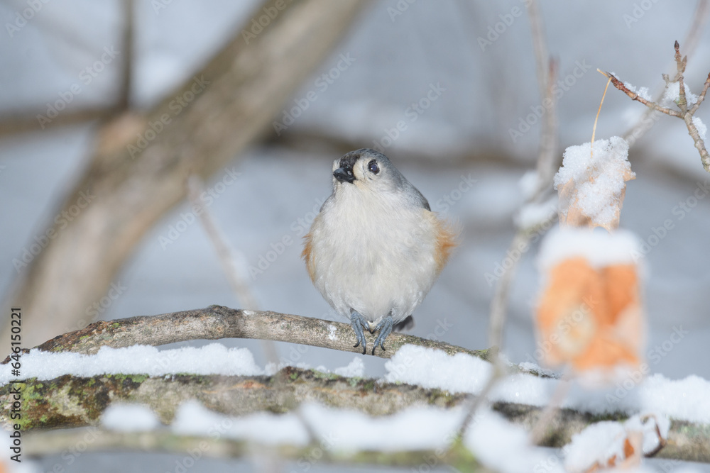 A titmouse bird perched on a branch with a winter background. A titmouse bird perched on a branch with a winter background.