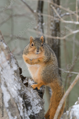 A squirrel in a tree with snow with a winter background. © Zoey