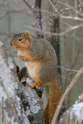 A squirrel in a tree with snow with a winter background.