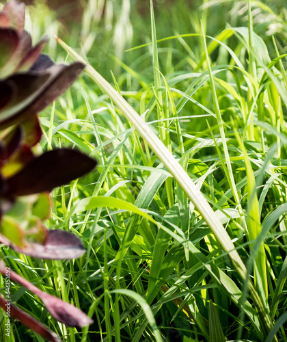 Roccaforzata [TA], Campagna, Piante Fiori e Insetti, erba, Brachiaria mutica, erba perenne vigorosa