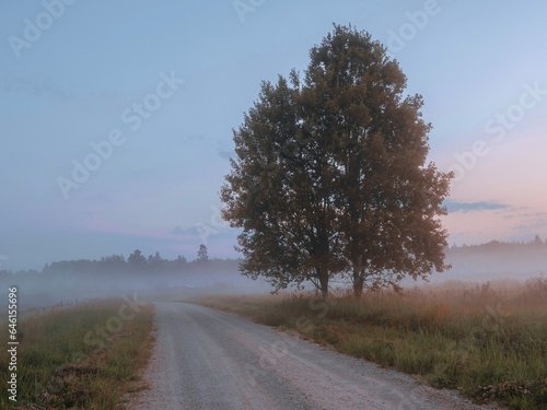 Small country road in a fog before sunrise, trees in the background. Calm and relaxed mood. Rural area in Latvia with agriculture land. Nobody. Serene mood.