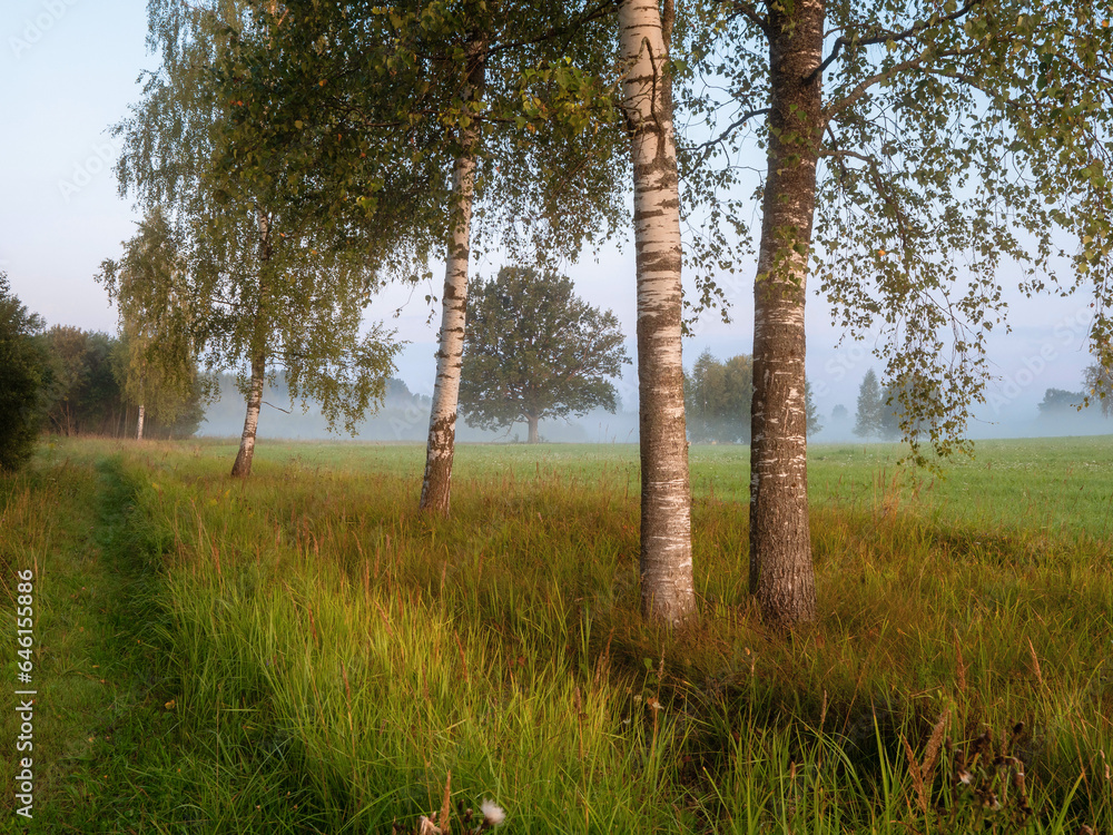 Birch trees grow by a meadow. Fog in the background. Calm county side atmosphere before sunrise. Nobody. Latvian country side and farmland. Birch trees grow by a meadow. Fog in the background. Calm county side atmosphere before sunrise. Nobody. Latvian country side and farmland.