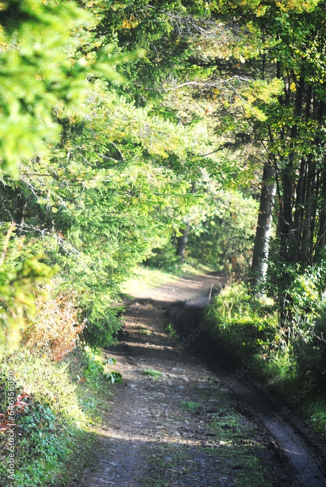 Fototapeta premium path in the woods