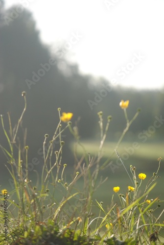 field of daisies © Svetlana