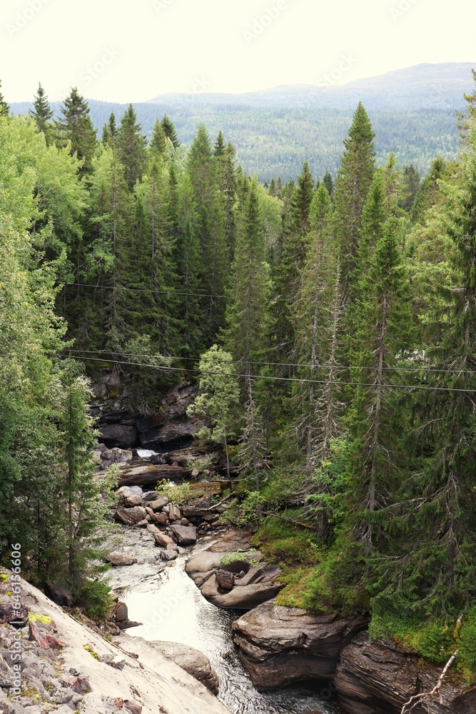 Obraz premium river in the forest