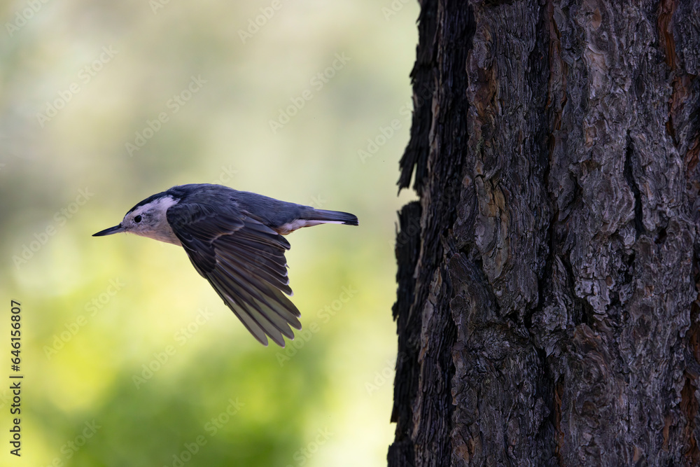 In flight White breasted Nuthatch with natural bokeh copy space In flight White breasted Nuthatch with natural bokeh copy space