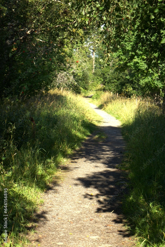 Naklejka premium footpath in the woods