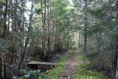 footpath in the woods