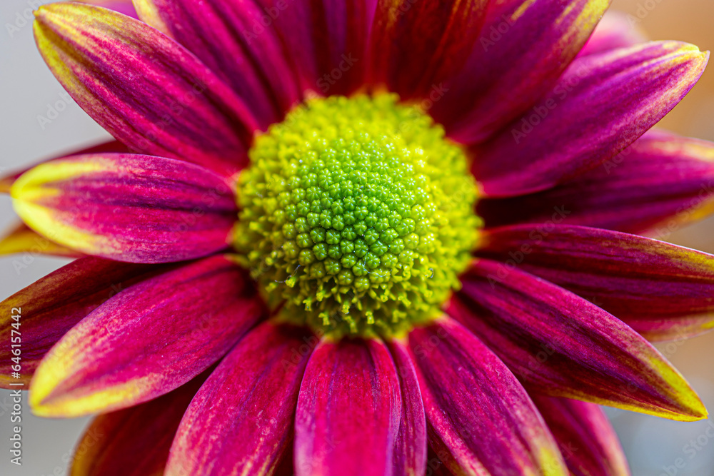 close up of a pink flower close up of a pink flower