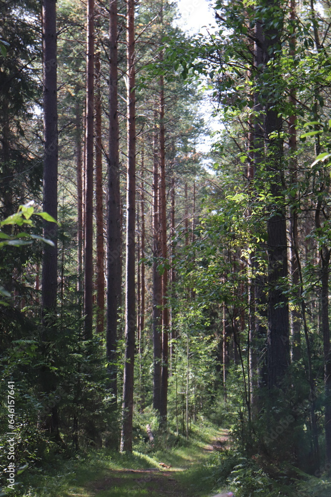 Obraz premium footpath in the woods