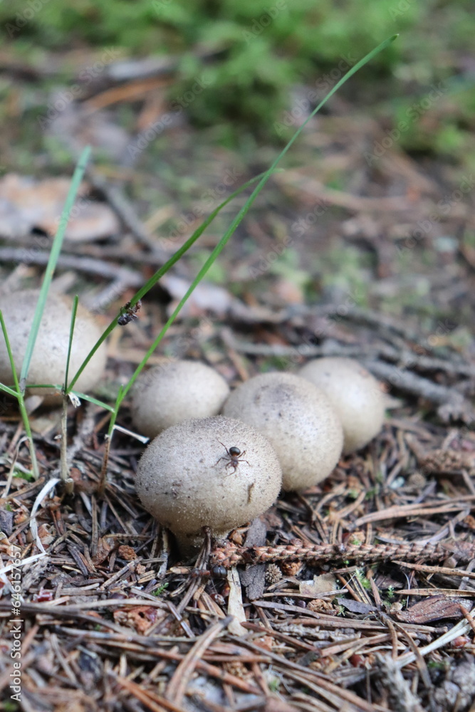 Mushroom from Scandinavia. Forest and Scandinavian mushrooms. Mushroom from Scandinavia. Forest and Scandinavian mushrooms.