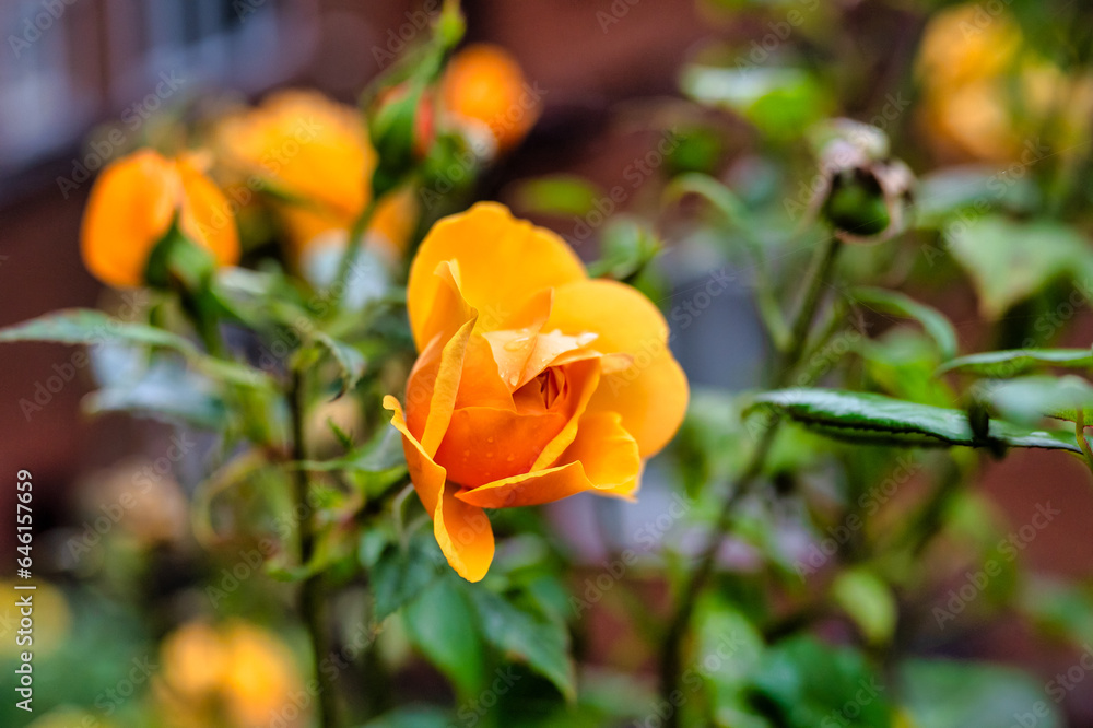 Fototapeta premium orange and yellow tulips