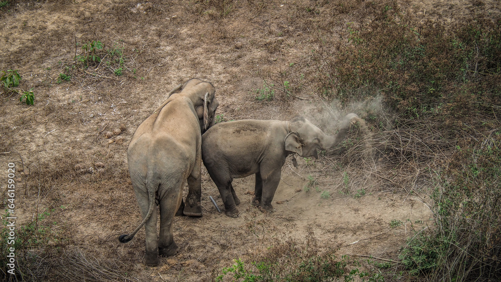Asian elephants observed in Laos