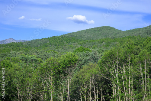 Chestnut forest with green trees and blue sky with clouds horizontally