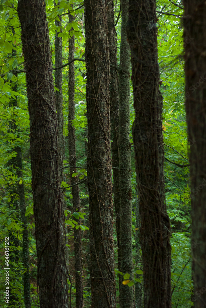 Chestnut tree trunks in forest with climbers and green background in vertical Extremadura Chestnut tree trunks in forest with climbers and green background in vertical Extremadura