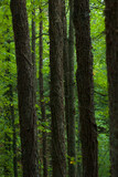 Chestnut tree trunks in forest with climbers and green background in vertical Extremadura
