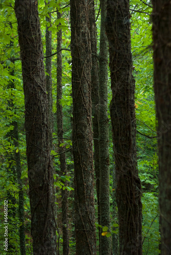 Chestnut tree trunks in forest with climbers and green background in vertical Extremadura © MiguelA